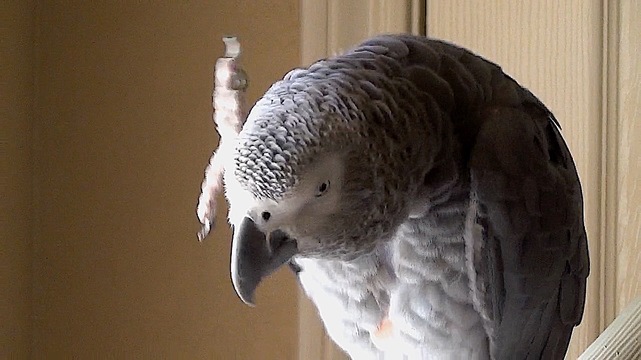 Parrot knows the difference between a wave and a shake