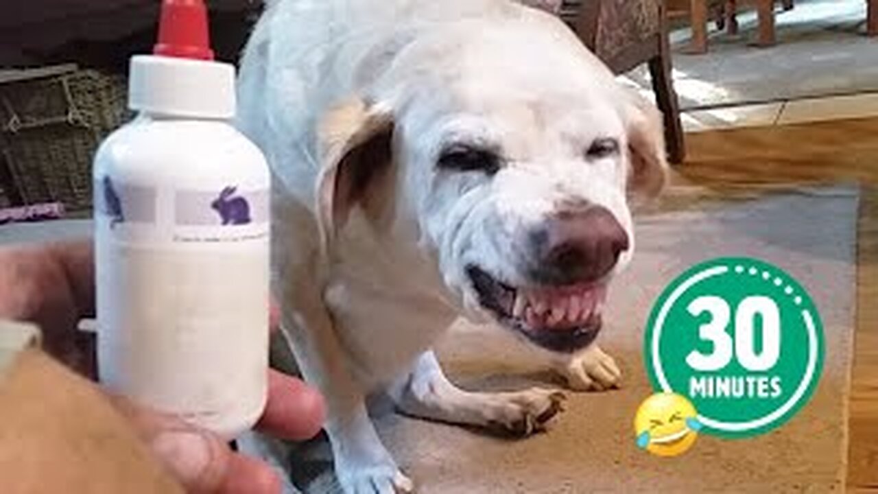 Hilarious Dog Hates Medicine 😅 | FUNNIEST Cats and Dogs - Best Pet Videos