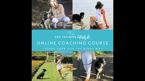 Become The Perfect Trainer of dog