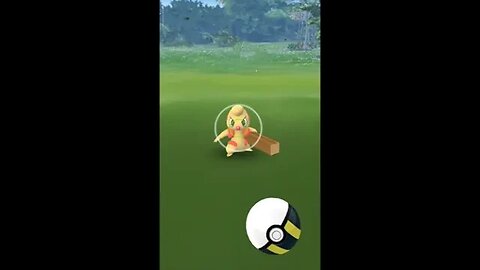 Pokémon GO-Shiny Timburr