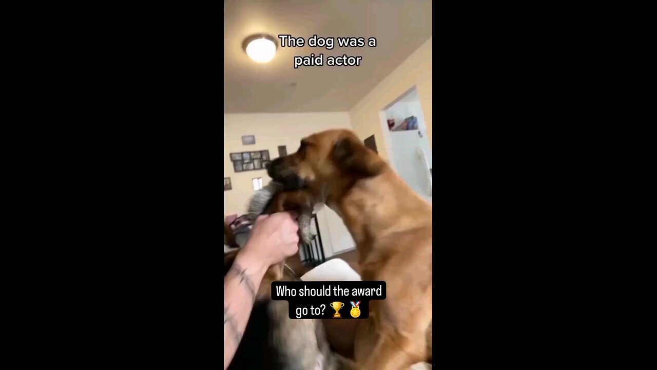 funny animals
