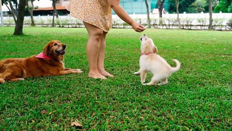 cute dog cute dog video dog comedy dog comedy video beautiful dog video cute dogs dog funny video
