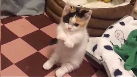 Funny Animals Videos 🐈🦮😁🦮🐈 #funny #fail