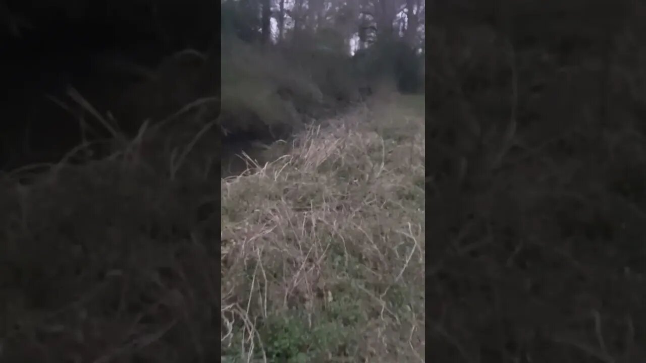 did i surprise THEM, or did they surprise ME? #shorts #nature #animals