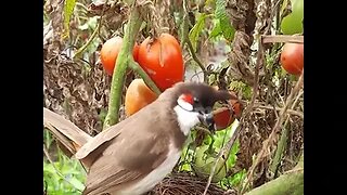 Cobra invade um ninho,come os filhotes e deixa mãe desesperada - vídeo original