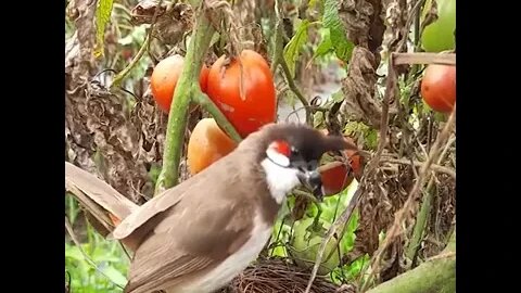 Cobra invade um ninho,come os filhotes e deixa mãe desesperada - vídeo original