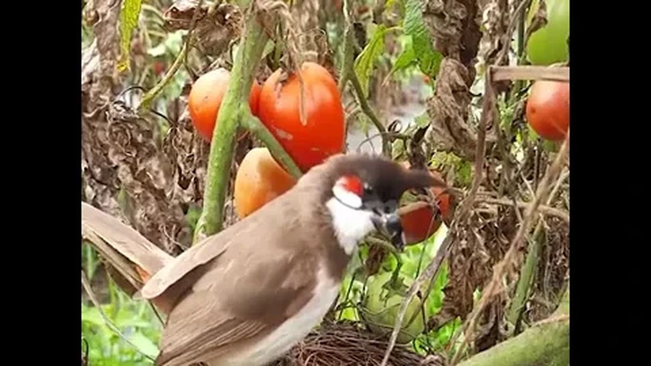 Cobra invade um ninho,come os filhotes e deixa mãe desesperada - vídeo original