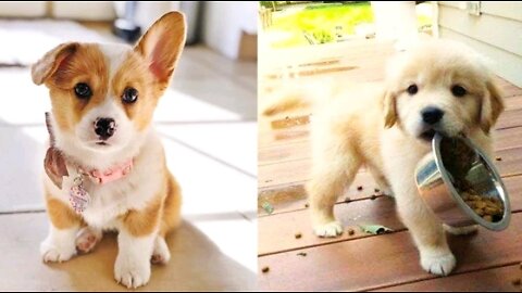 Baby Dogs - cute and funny dogs compilation