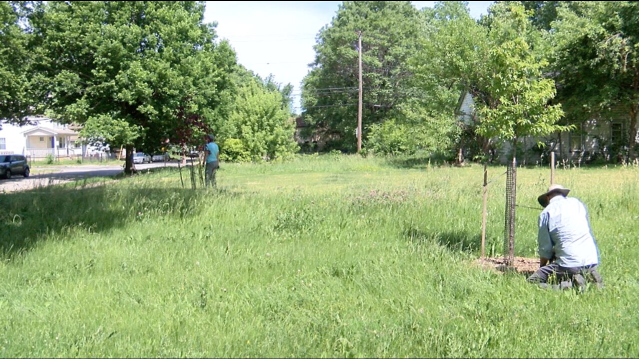 Cleveland's Union Miles neighborhood getting more trees thanks to new grant