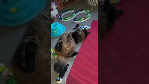 Why are you upsidedown, Harry? #catsitter #cutecat #adorablecats