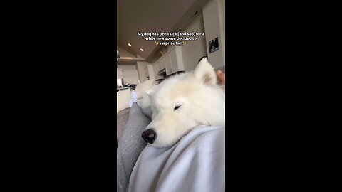 cute Dog