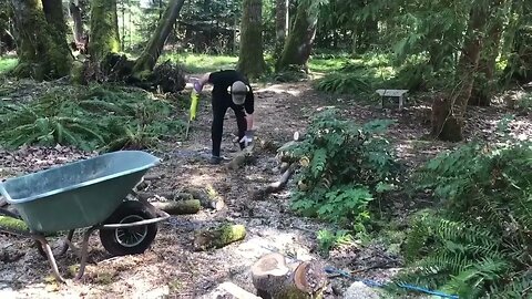 Chainsaws are beautiful machines