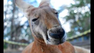 D'adorables kangourous, juste pour vous!