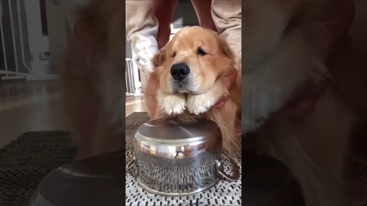 Cute Funny Dog -81 #cute #funny #dog