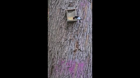 Beautiful Woodpecker Stealing Squirrel Food....😁