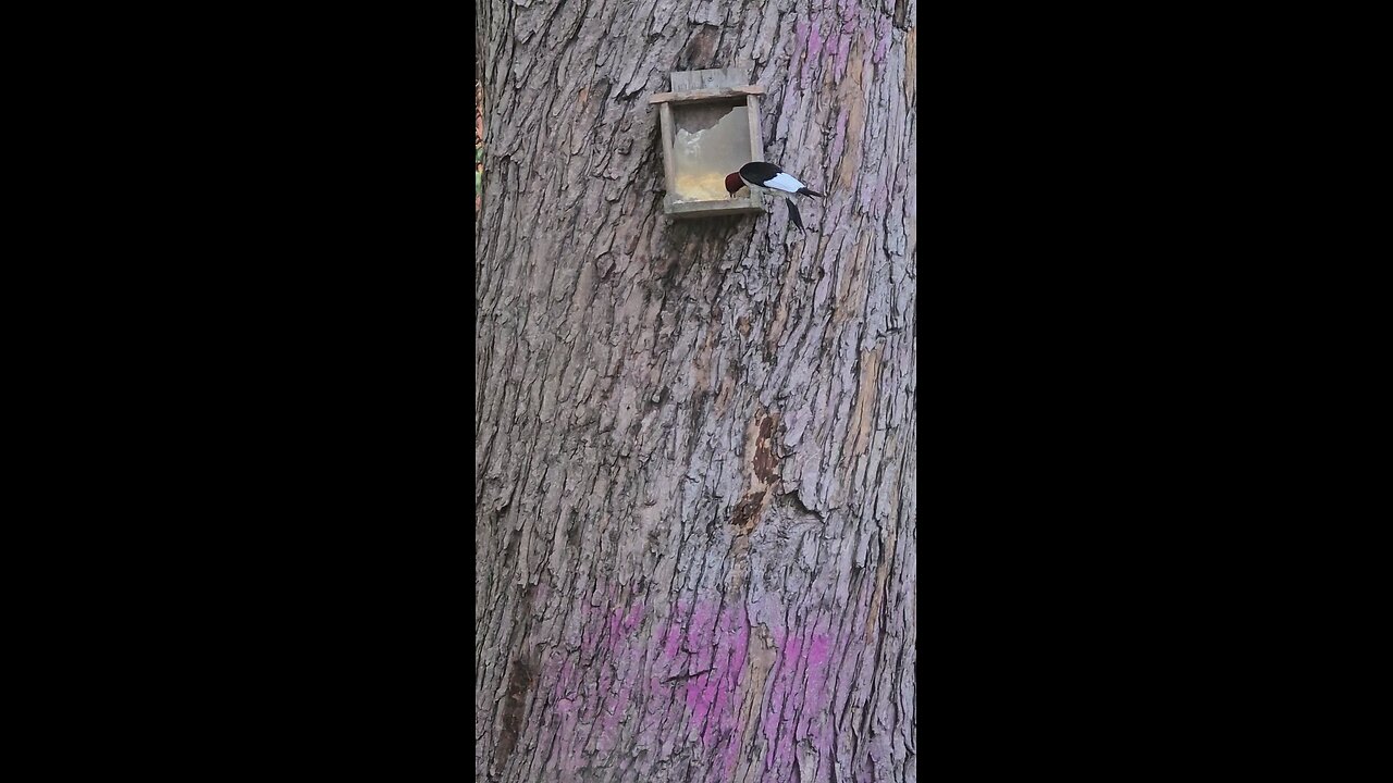 Beautiful Woodpecker Stealing Squirrel Food....😁