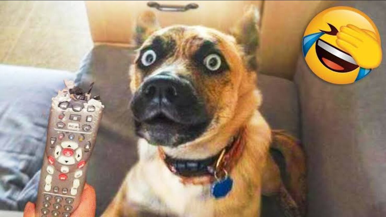 Unbelievable!!! Funny Dog Videos Try Not To Laugh 🦴🐕🐶✔️3