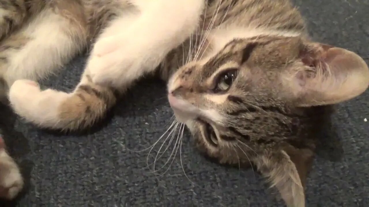 Baby Cat Spreads Litter on the Floor and Plays Innocent