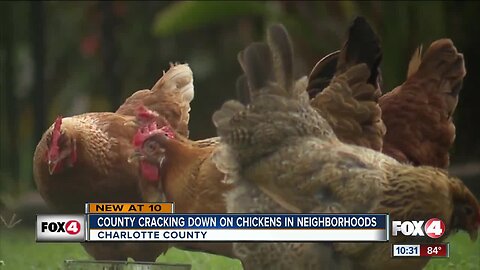 Charlotte County cracking down on chickens in neighborhoods