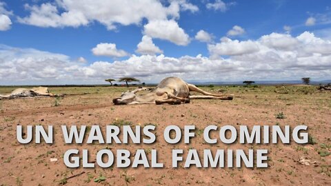 BIDEN PARTIALLY HALTS GRAIN DELIVERIES TO FARMERS DESPERATE TO FEED THEIR HERDS AND FLOCKS