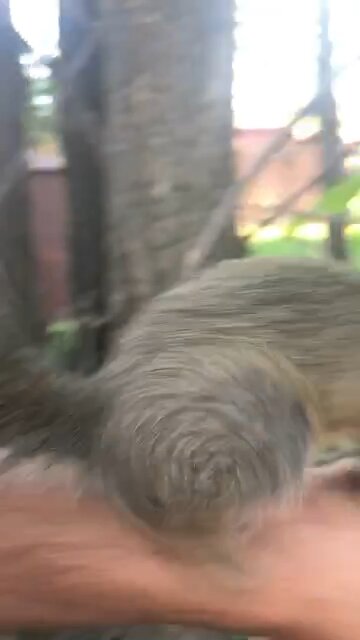 Pet squirrel