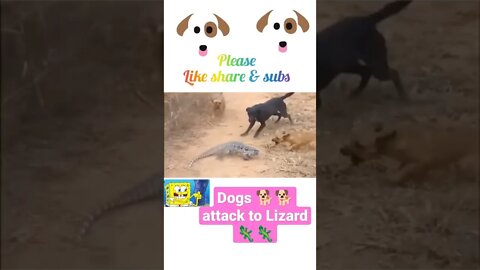 Dogs 🐕🐕 attack to Lizard 🦎🦎 2022, #shorts #youtubeshorts