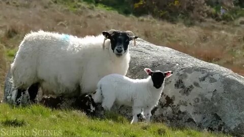 Animal & Families & 4k & Adorable Scenes Of Wild Animal Families Scenic Relaxation Film