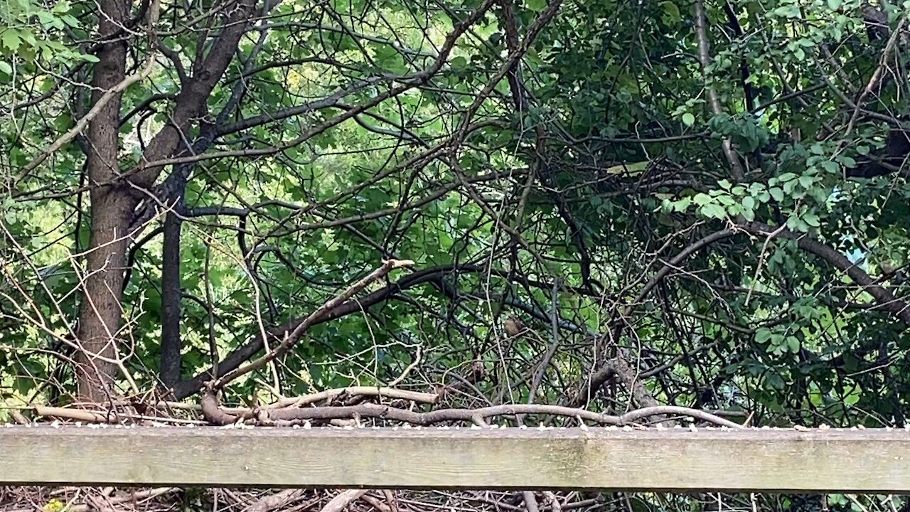 Cardinal fledglings James Gardens Toronto