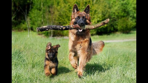 German Shepherd Protects Babies from their parents