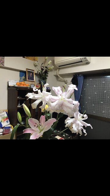 Hoa bách hợp cánh kép