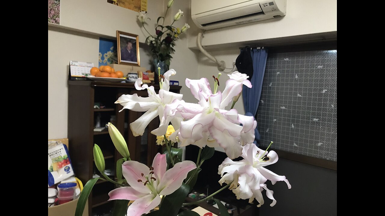 Hoa bách hợp cánh kép