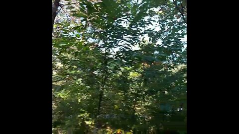 Forest in Asia #asia #fyp #shorts #shortsfeed #nature