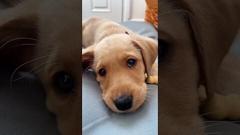 Dog reaction #funnyvideo #petvideos