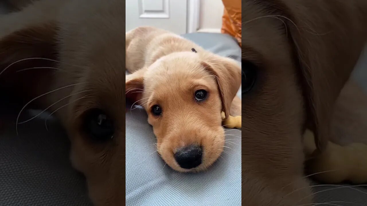 Dog reaction #funnyvideo #petvideos
