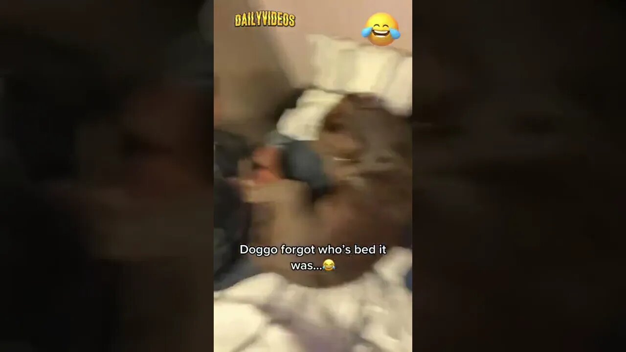 Dog Forgot Who's Bed It Was 🤣 #dog