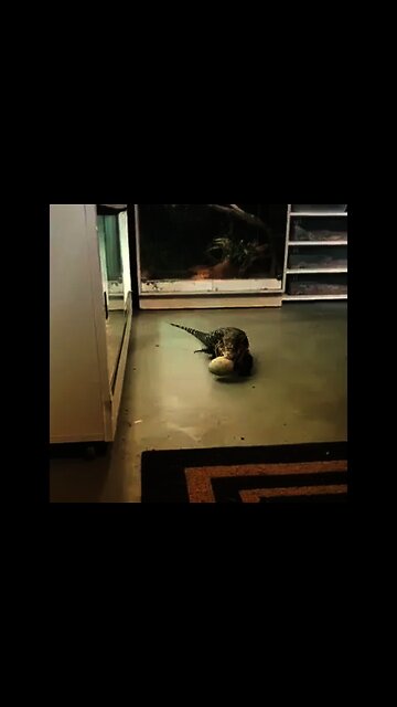 My wife playing fetch with her tegu