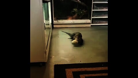 My wife playing fetch with her tegu