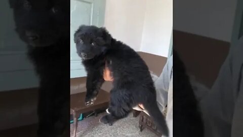 WHY.ARE.YOU.SO.CUTE??? #Puppy #Dogs #Shorts #Puppyvideo #Shortvideo #dog #doglover #cutedog #puppylo