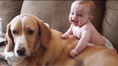 Big Dog Very Funny Movement 😂