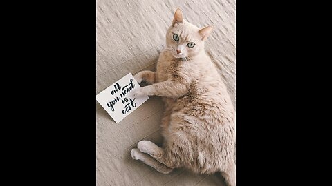 Funny cat video
