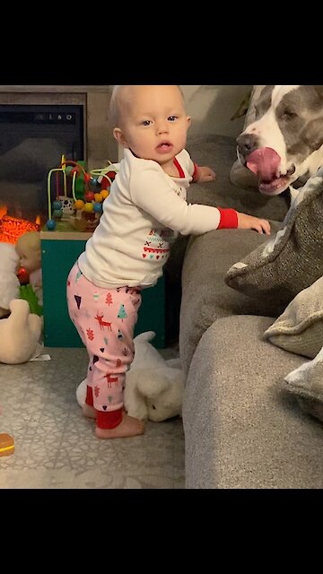 Sweet, gentle dog makes baby laugh