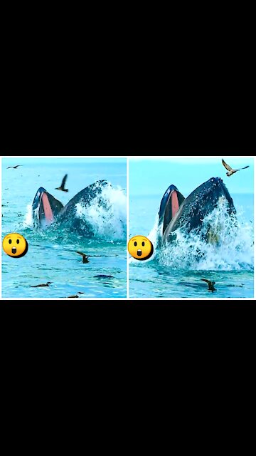 Amazing whale