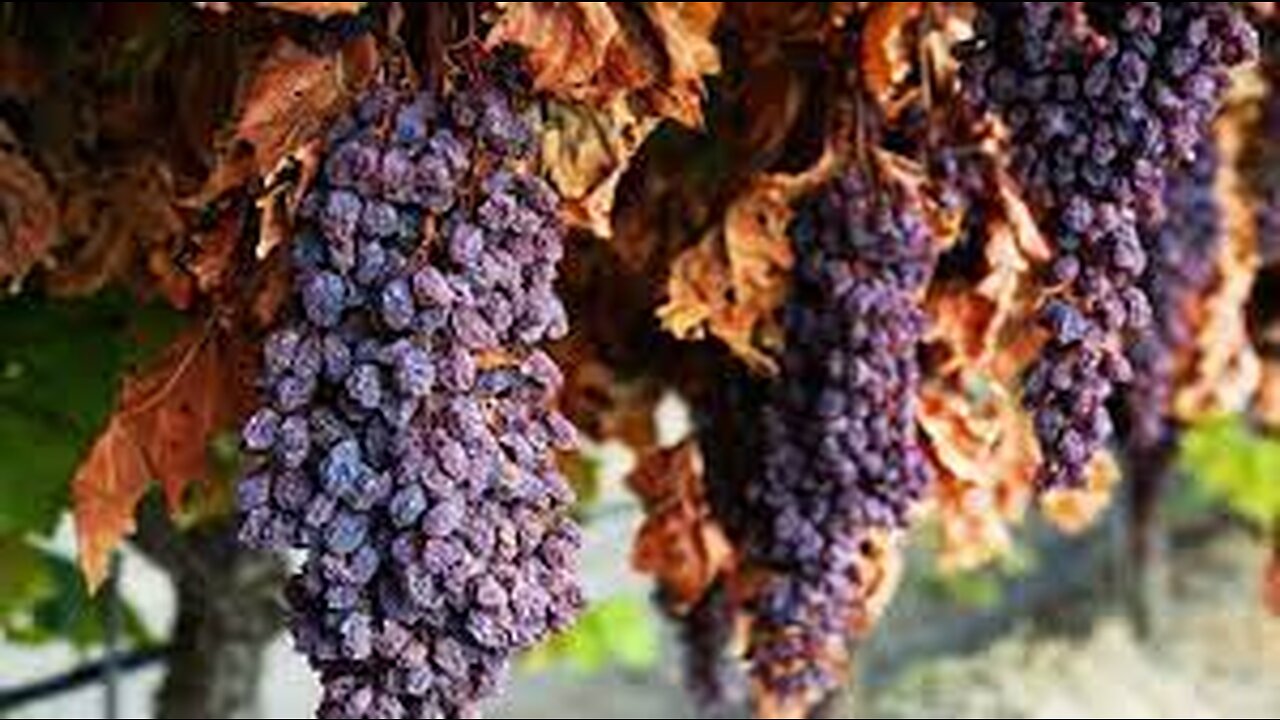 How to make Dry Grape - Raisin Making Processing - Raisin Factory