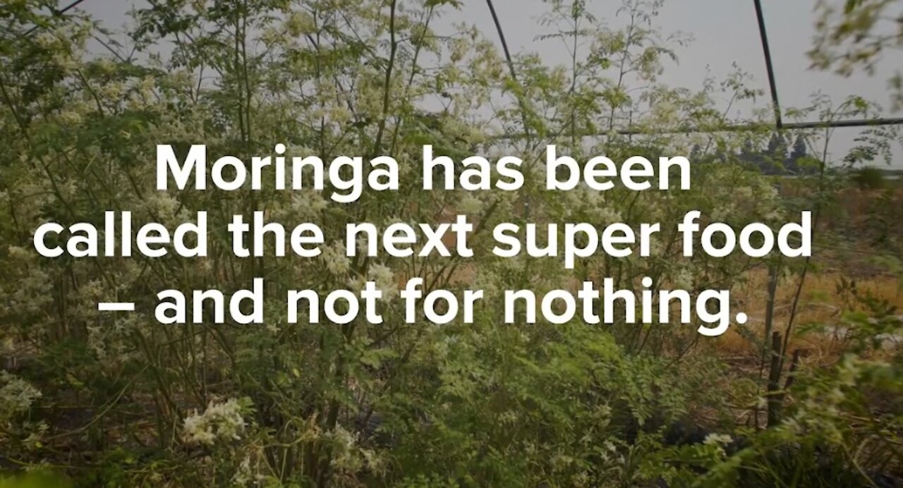 MORINGA - THE HEALTHY SUPERFOOD