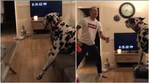 Questo dalmata è un astro del calcio