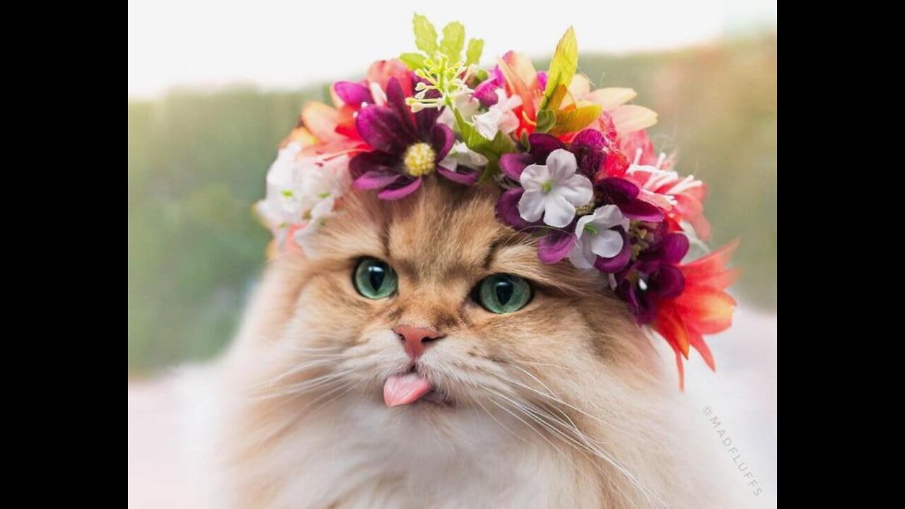 Gatinhos fofos 2021