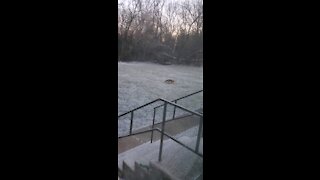 Trespassing as usual. What a fox!