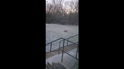 Trespassing as usual. What a fox!