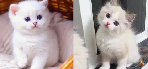 if your cat is John Cena!!! #2 😂 Funny Animals Videos 😂 (watch till the end) funniest Pet's life