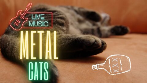 These Cats Are More Metal Than You 🤘 [CAT Metal] 😸 Funny Cat Fails Try Not To Laugh